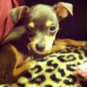 Black and tan puppy.