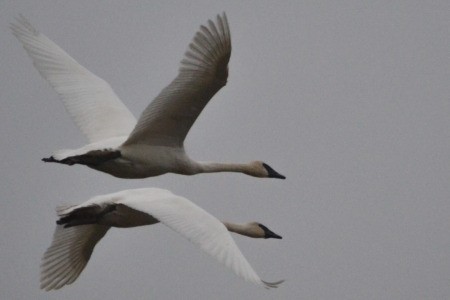 Double Decker Flight (Swans)