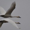 Double Decker Flight (Swans)