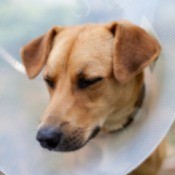 dog wearing a cone