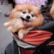 A baby stroller being used as a dog stroller.