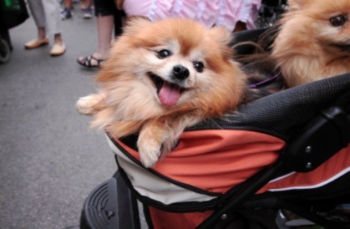 baby and dog stroller combined