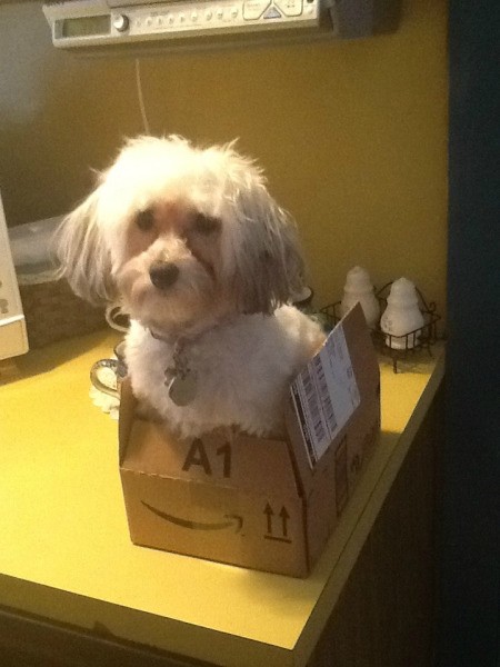 Dog in box.