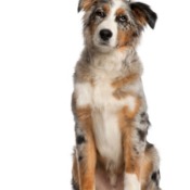 Australian Shepherd Breed Information and Photos