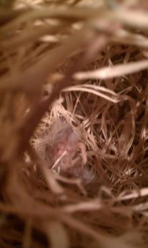 Finch nest.