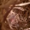 Finch nest.