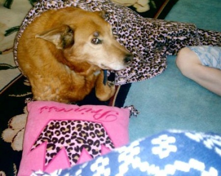 Sharma (Chow, Golden Retriever)