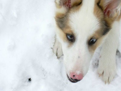 Sydney (Australian Shepherd/Collie)