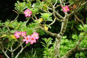 Frangipani Tree with pink blossoms.