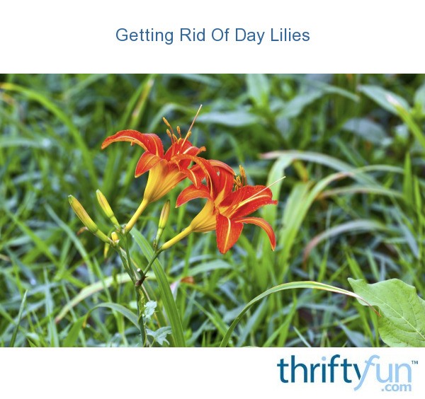 Getting Rid Of Day Lilies? ThriftyFun
