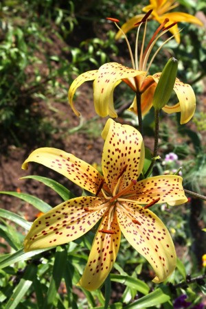 Yellow Tiger Lilies