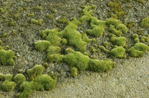 moss on a driveway