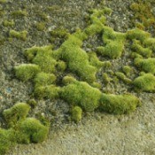 moss on a driveway