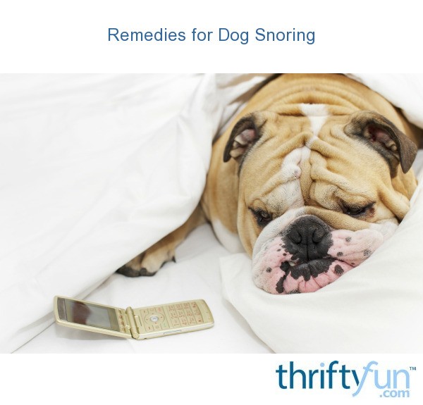 Remedies for Dog Snoring? ThriftyFun