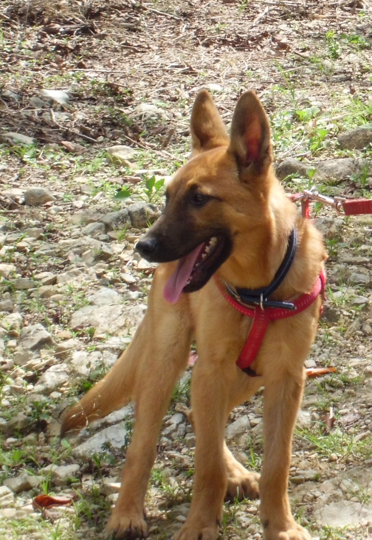 Is Our Dog A Pure Bred Belgian Malinois Thriftyfun