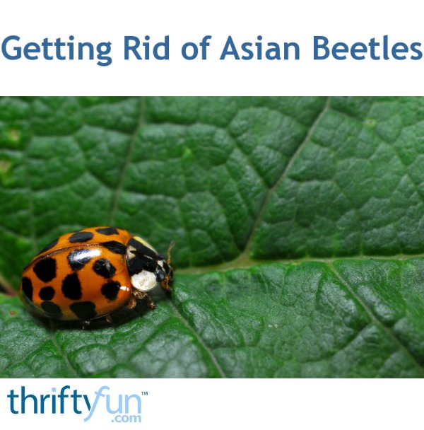 getting-rid-of-asian-beetles-thriftyfun