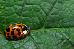 Asian Beetles