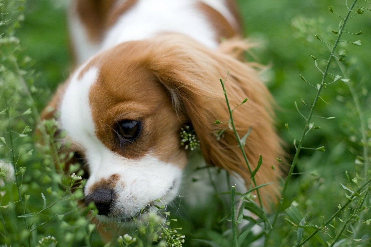 Keeping Dogs from Eating Plants? | ThriftyFun