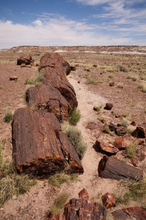 Petrified Forest (Flagstaff, Arizona)