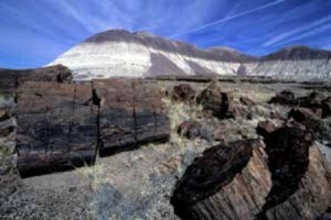 Petrified Forest (Near Flagstaff, AZ)