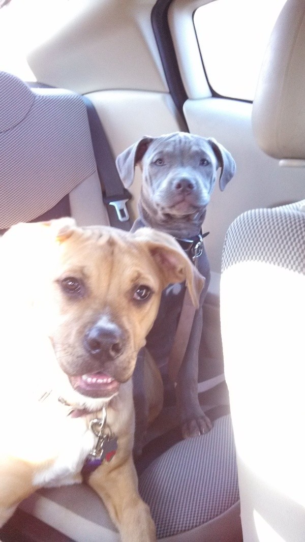 Two dogs in back of car.