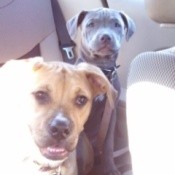 Two dogs in back of car.