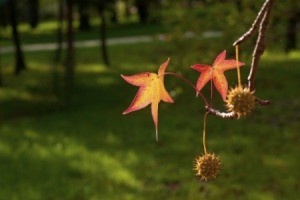 Sweetgum Tree