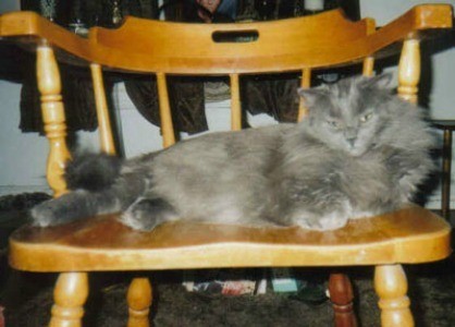 Charcoal (Persian Cat)