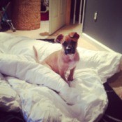 Boxer looking puppy on bed.