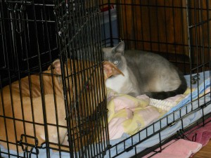 Gidget and Numi in crate.