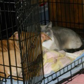 Gidget and Numi in crate.