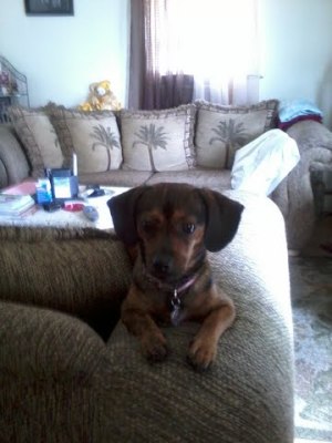 Dog on back of couch.