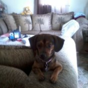Dog on back of couch.