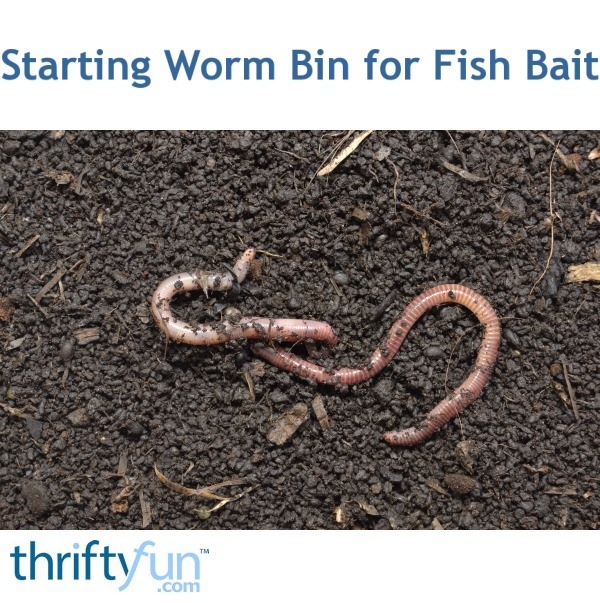 Starting Worm Bin for Fish Bait ThriftyFun