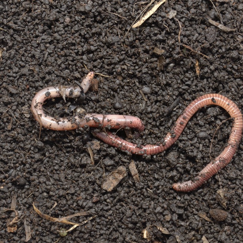 Starting Worm Bin for Fish Bait ThriftyFun