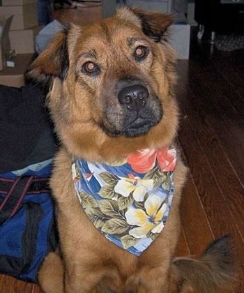 Australian shepherd hotsell chow chow