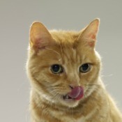 A hungry orange cat licking his lips.