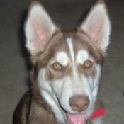 Ice (Siberian Husky)