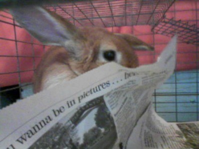 Little Bon (Half Lop Bunny)