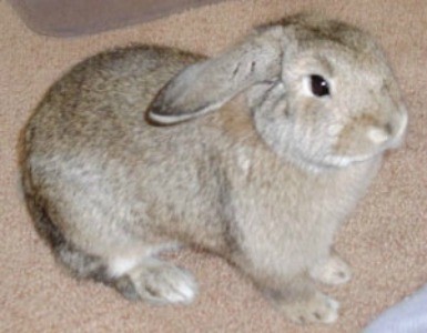 Snickers (Holland Lop)