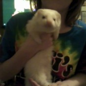 A white ferret being held by a girl