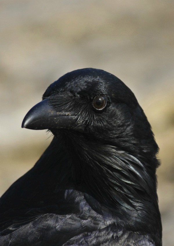 Getting Rid of Crows | ThriftyFun