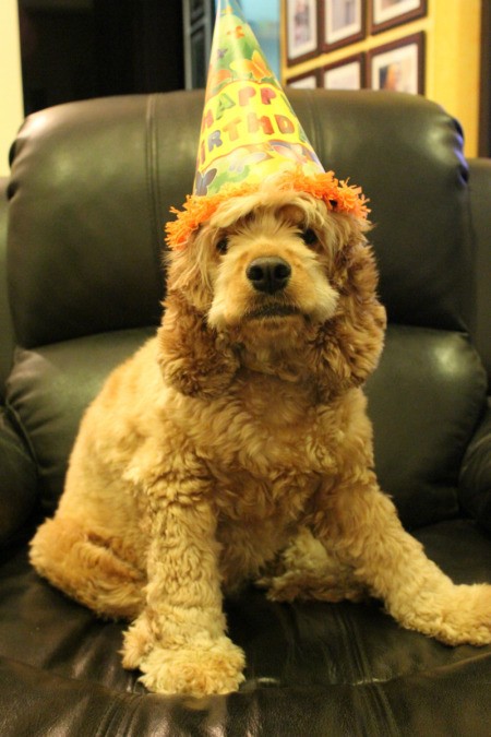 Coco with party hat.