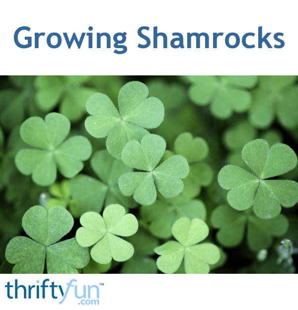 Growing Shamrocks ThriftyFun