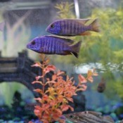 African Cichlids