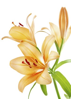 Lilies