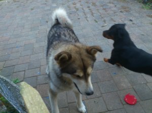 Dogs on patio.