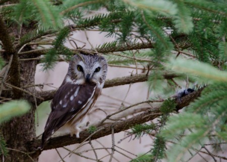 Owl (Braddock Bay Rapture Park, NY)