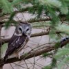 Owl (Braddock Bay Rapture Park, NY)