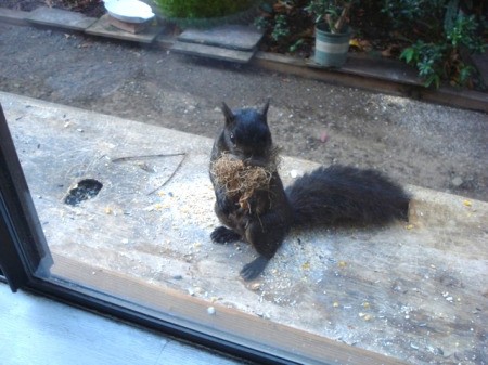 Sneaky Smart Squirrel